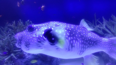 サザナミフグ.jpg