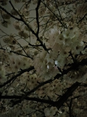 夜桜 20220329.jpg