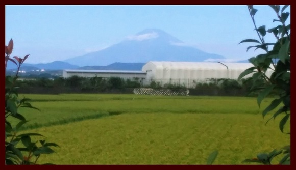 富士山 伊勢原にて 20170901掲載用.jpg