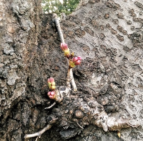 桜のつぼみ 20190318.jpg