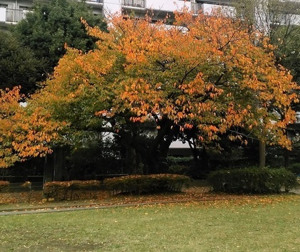 桜の紅葉20201101.jpg