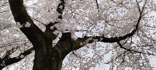 相模原桜満開 20220331.jpg