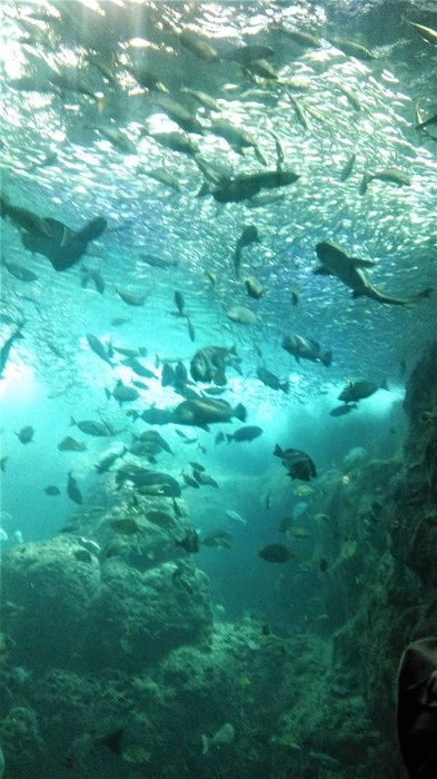 相模湾大水槽.jpg