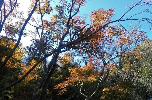 紅葉 長谷寺.jpg