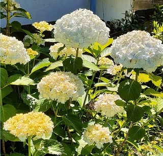紫陽花 2023052401.jpg