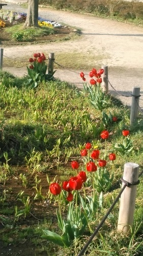 谷戸山公園のチューリップ 20180407.jpg
