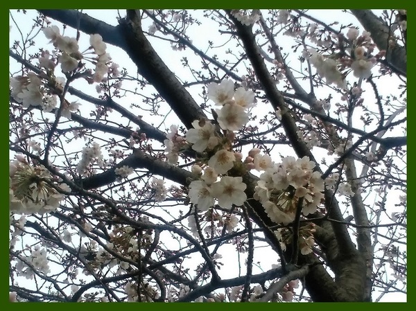 長久保公園 さくら 20190325.jpg