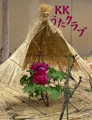 KKうたクラブ 2018 1月 冬牡丹 掲載用.jpg