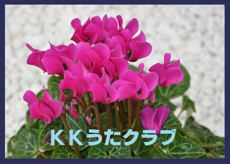 KKうたクラブ 2017 12月.jpg