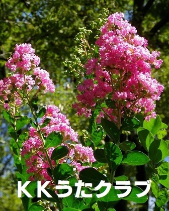KKうたクラブ 2017 8月 さるすべり.jpg