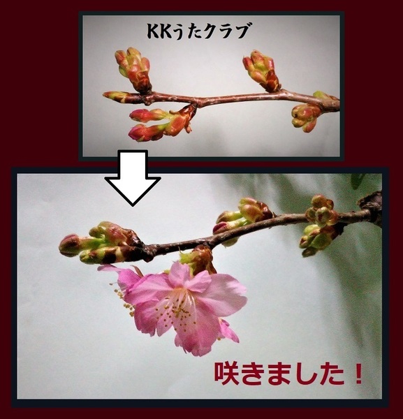 KKうたクラブさんでいただいた河津桜 咲きました.jpg